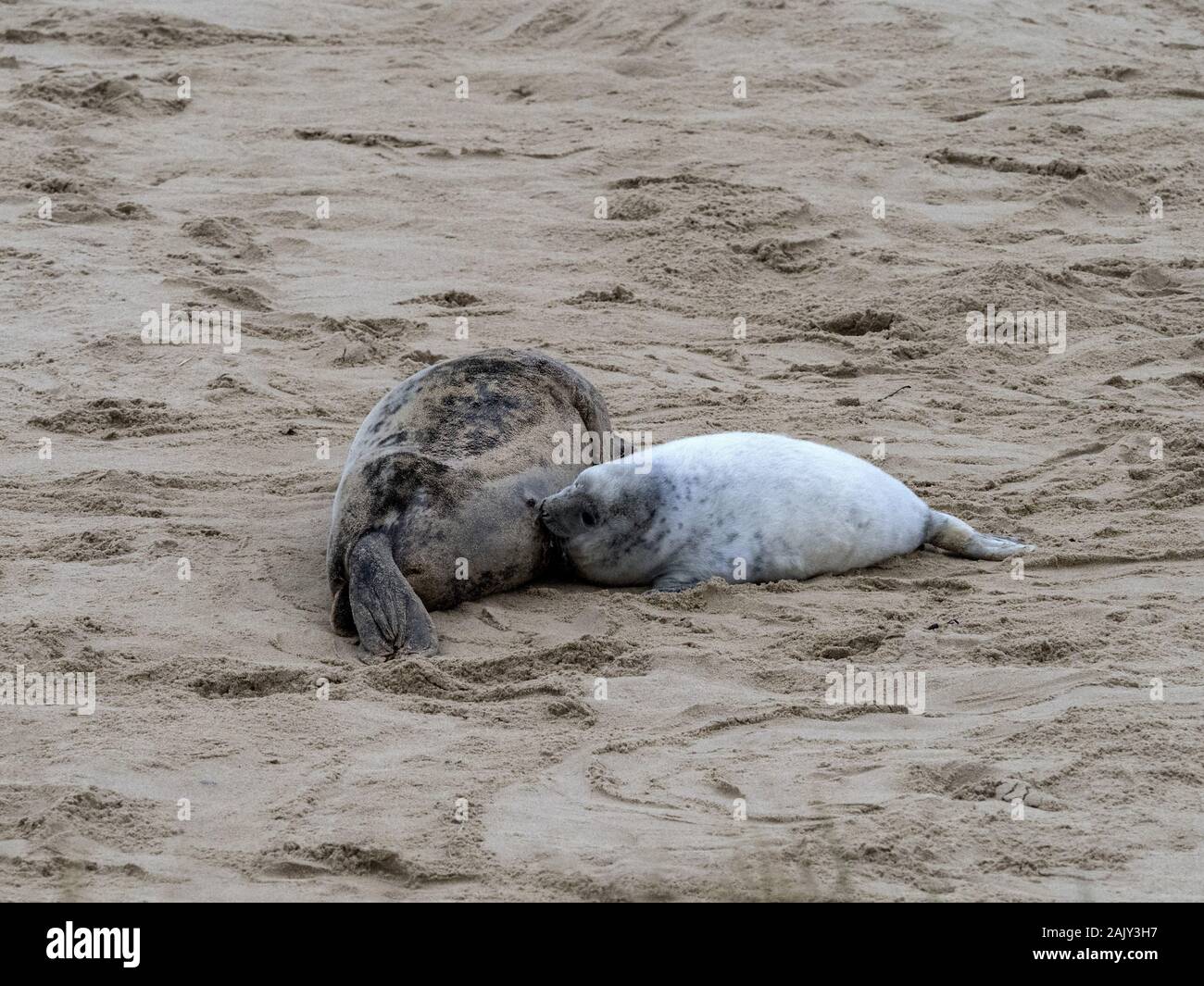 Junta gris cachorro hembra amamantamiento madre en Horsey Beach Norfolk Foto de stock