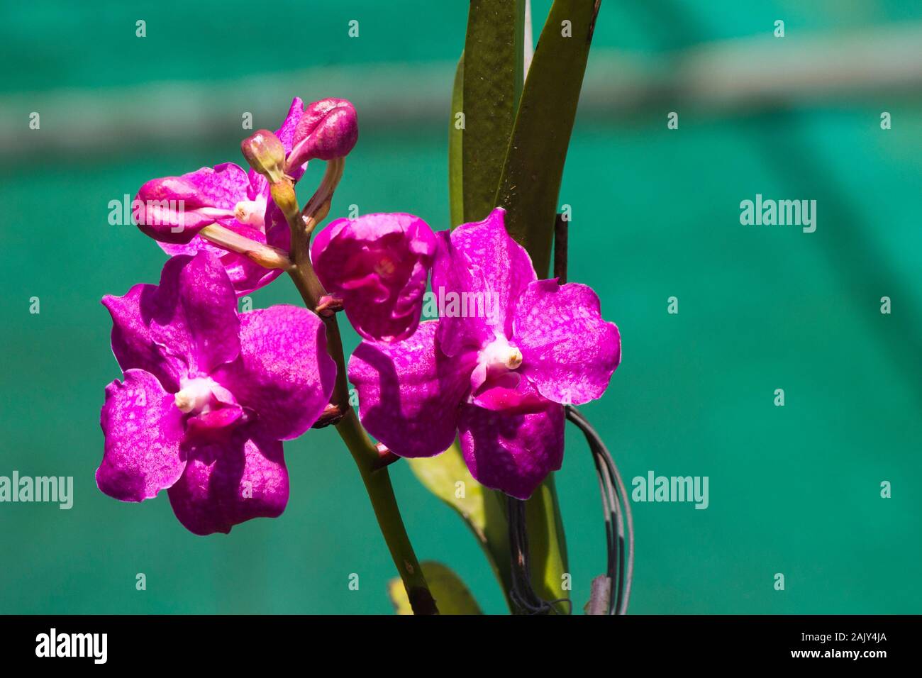 orquídea rosa vanda con fondo verde difuminado en luz ambiental Foto de stock