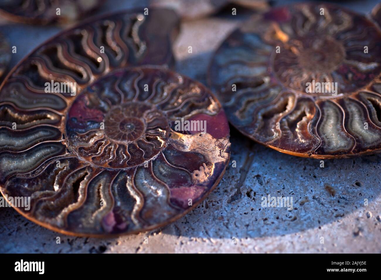 Hermoso primer plano de una espiral Fósil ammonita Nautilus. Fotografía de la vida fija de objetos naturales. Foto de stock
