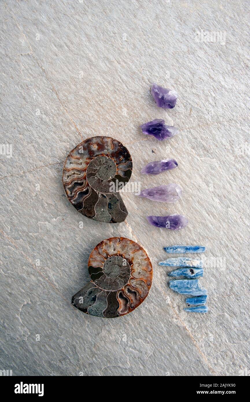Objeto natural la fotografía de modos de vida. Los fósiles de ammonites con Kyanite y fluorita Violeta en la losa de piedra. Foto de stock