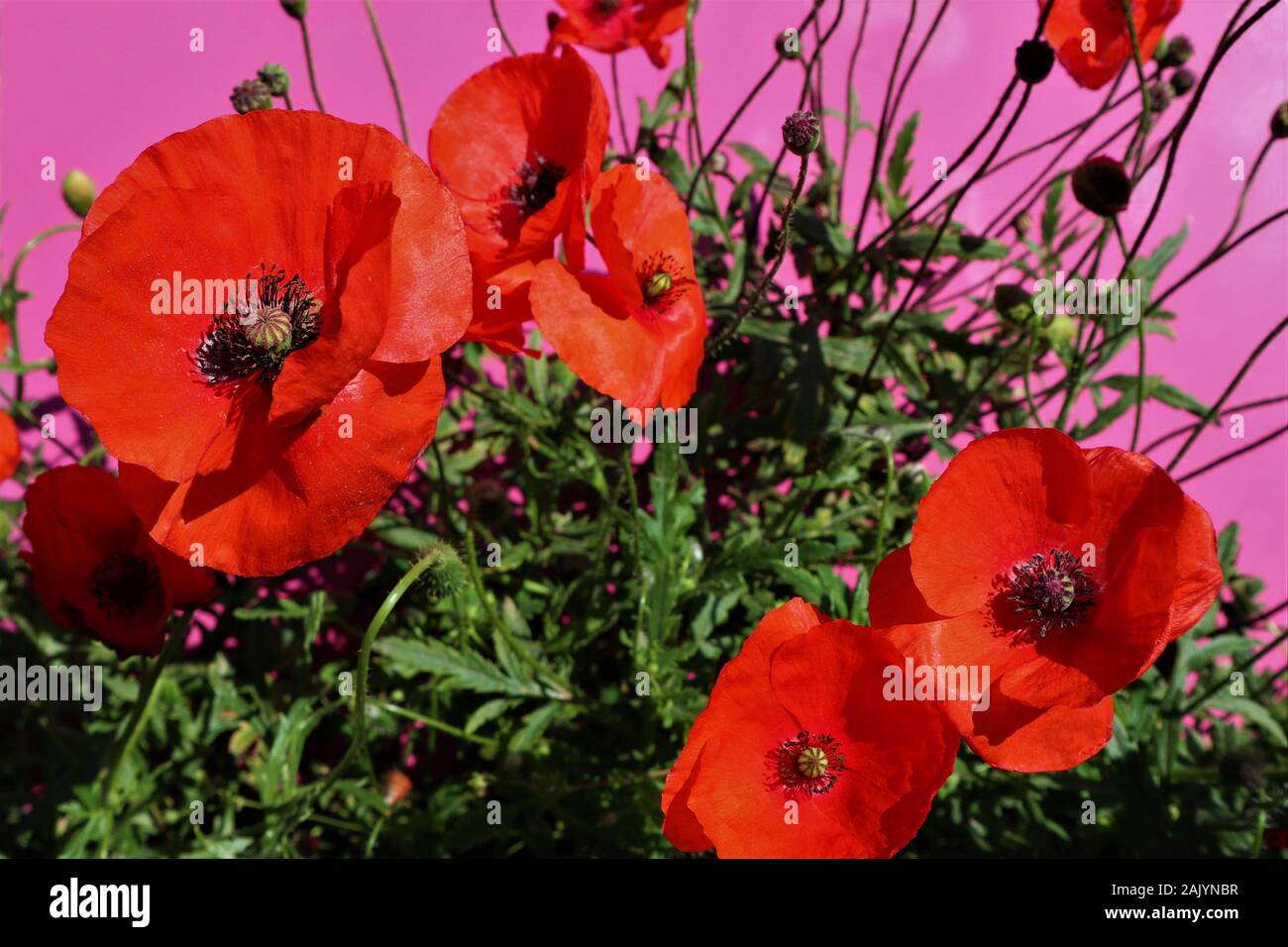 Amapolas rojas sobre un fondo de color carmesí cerca de Flor de Amapola Foto de stock