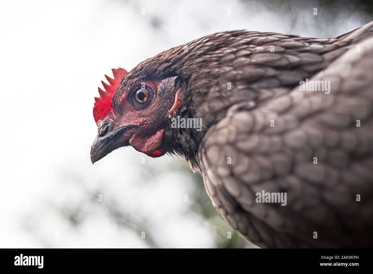 HEN - primer plano de la cabeza de una joven gallina en una granja, vista lateral, fondo blanco Foto de stock