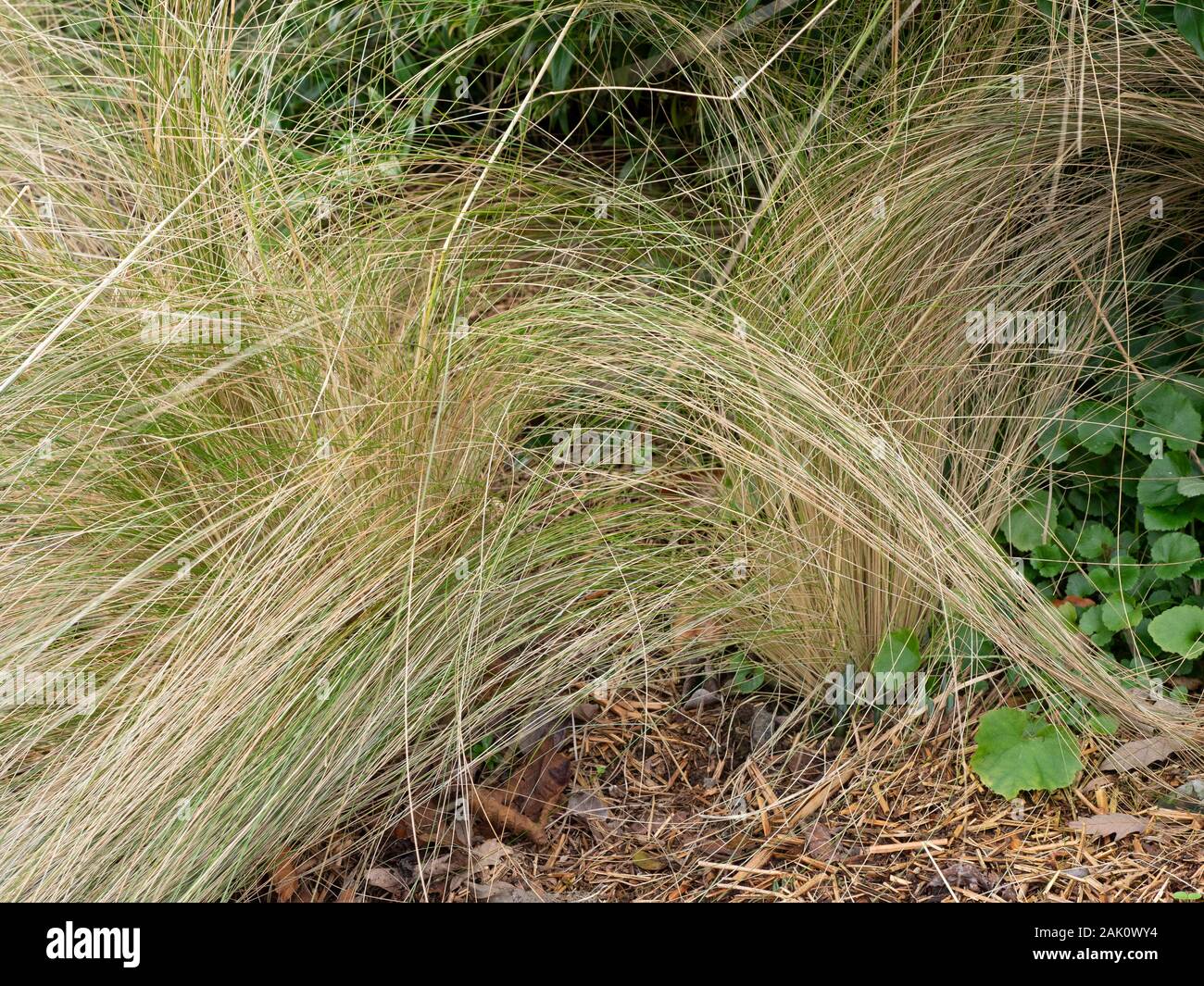 Ichu perennes, Stipa ichu, mostrando el cervatillo invierno la coloración de los tallos Foto de stock