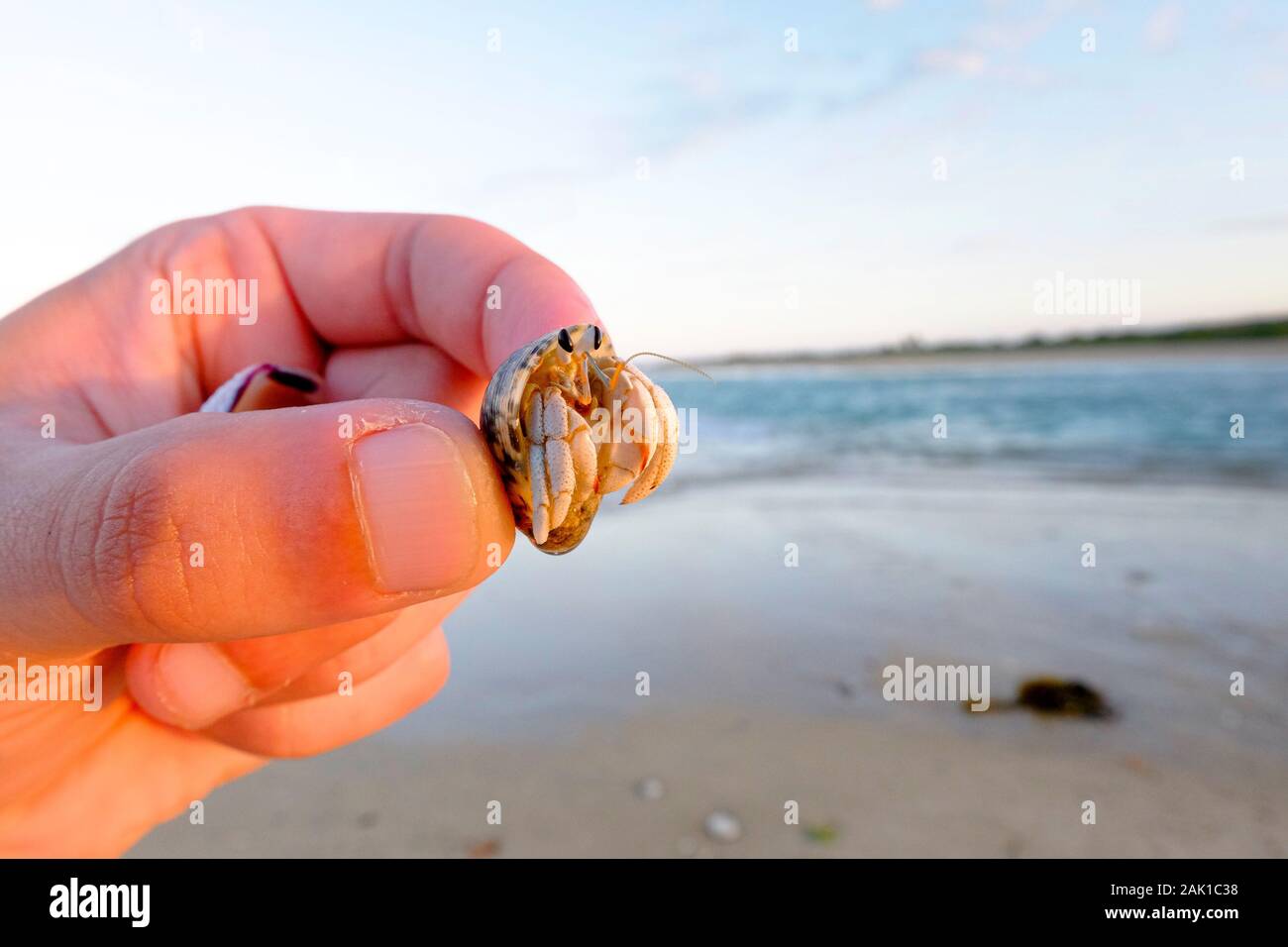 Cangrejo ermitaño Paguroidea atrapados en una playa del norte de Mozambique Foto de stock