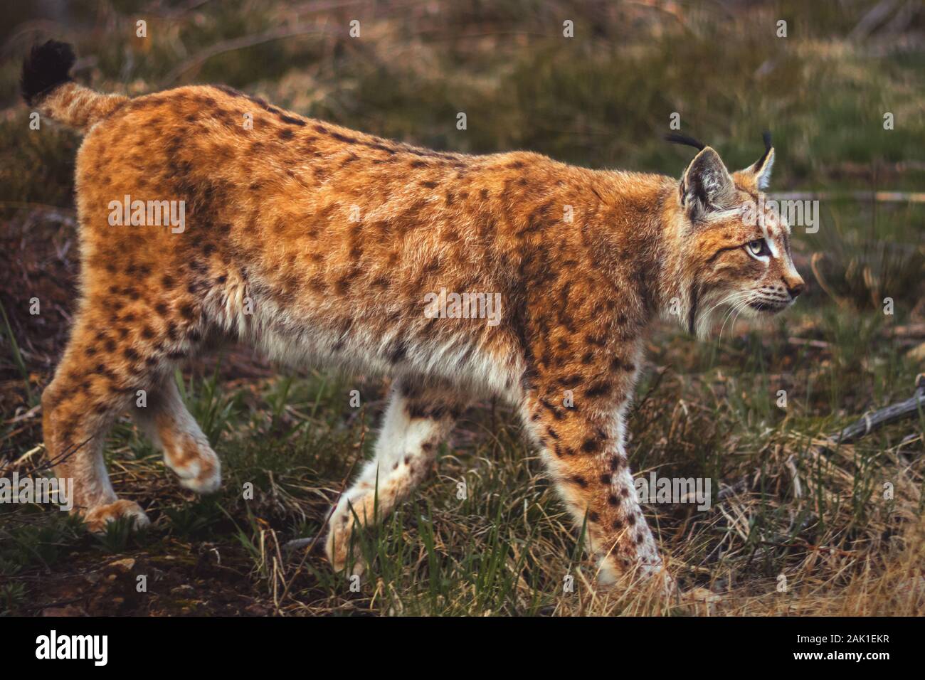 Lynx (felino bestia - lince euroasiático) caminando en el Bosque de Bohemia, vista lateral Foto de stock
