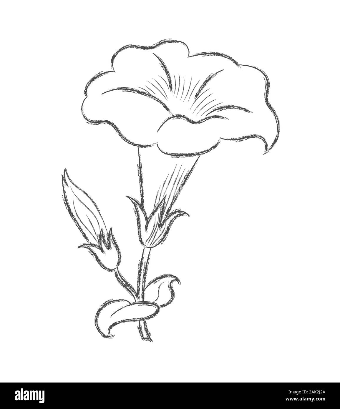 Dibujo a Lápiz de la silueta de una flor con pétalos. Un estilo  Doodle-esquema está aislado en un fondo blanco. Diseño plano para postales,  la coloración Imagen Vector de stock - Alamy
