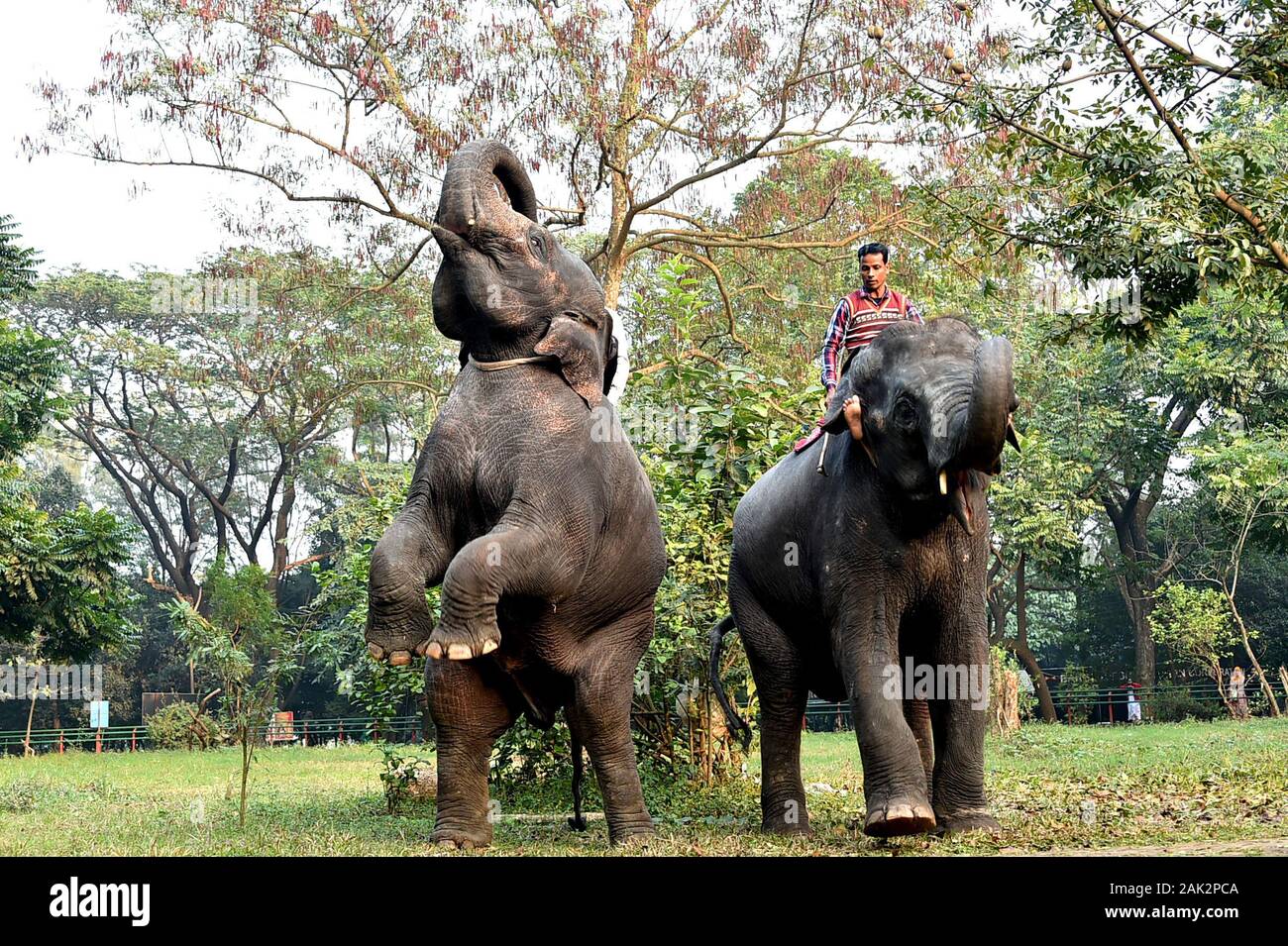 Dhaka. El 6 de enero, 2020. Los elefantes realizar durante una sesión de entrenamiento en el Zoológico Nacional de Bangladesh en Dhaka, Bangladesh, el 6 de enero de 2020. Como parte de la rutina diaria y la gestión, guarda parques y personal en el Zoológico Nacional de Bangladesh en Dhaka han sido el adiestramiento de los animales para realizar. Crédito: Stringer/Xinhua/Alamy Live News Foto de stock
