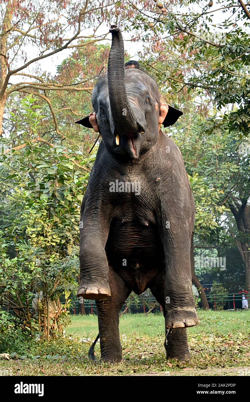 Dhaka. El 6 de enero, 2020. Un elefante realiza durante una sesión de entrenamiento en el Zoológico Nacional de Bangladesh en Dhaka, Bangladesh, el 6 de enero de 2020. Como parte de la rutina diaria y la gestión, guarda parques y personal en el Zoológico Nacional de Bangladesh en Dhaka han sido el adiestramiento de los animales para realizar. Crédito: Stringer/Xinhua/Alamy Live News Foto de stock