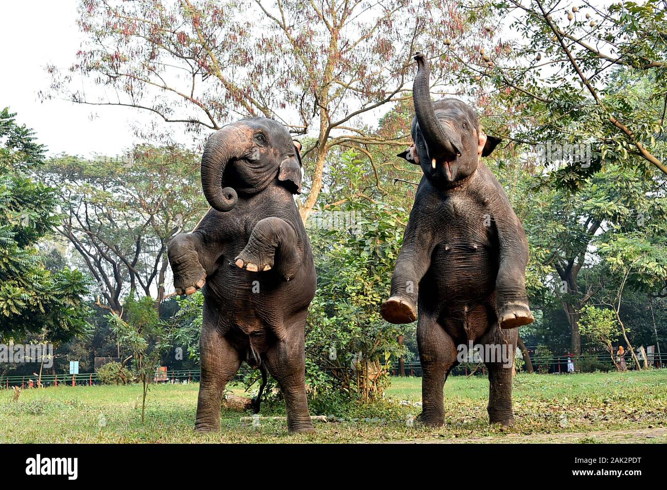 Dhaka. El 6 de enero, 2020. Los elefantes realizar durante una sesión de entrenamiento en el Zoológico Nacional de Bangladesh en Dhaka, Bangladesh, el 6 de enero de 2020. Como parte de la rutina diaria y la gestión, guarda parques y personal en el Zoológico Nacional de Bangladesh en Dhaka han sido el adiestramiento de los animales para realizar. Crédito: Stringer/Xinhua/Alamy Live News Foto de stock
