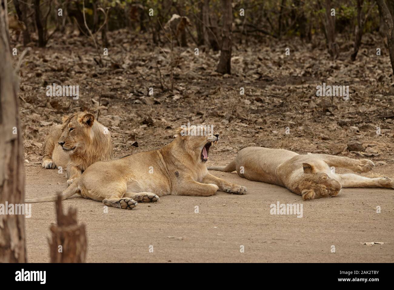 León asiático orgullo en el bosque de Gir, India. Foto de stock