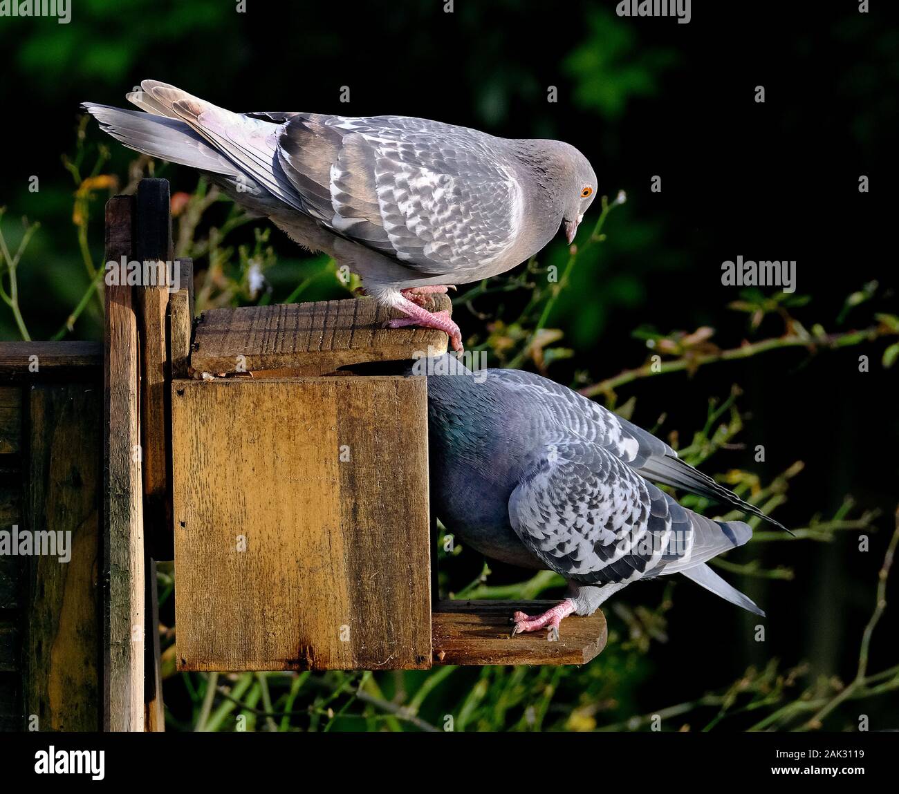 Palomas salvajes combates para los cacahuetes de caja de ardilla en el jardín de la casa urbana. Foto de stock