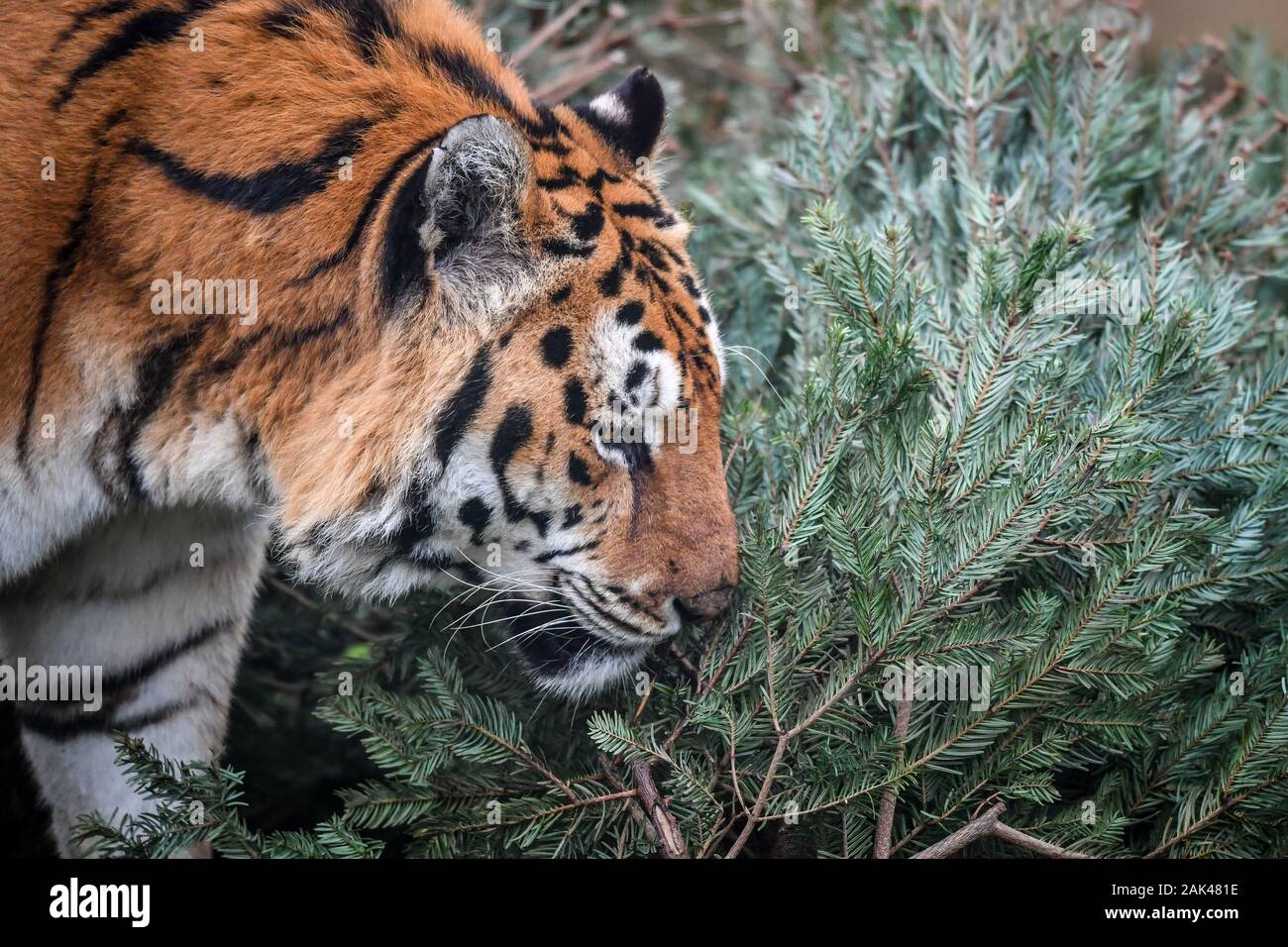 Un tigre descubre y canapés, un reciclado de árbol de Navidad en el gabinete  de tigre en el Arca de Noé Zoo Farm, Wraxall, Somerset, donde se anima a la  gente a