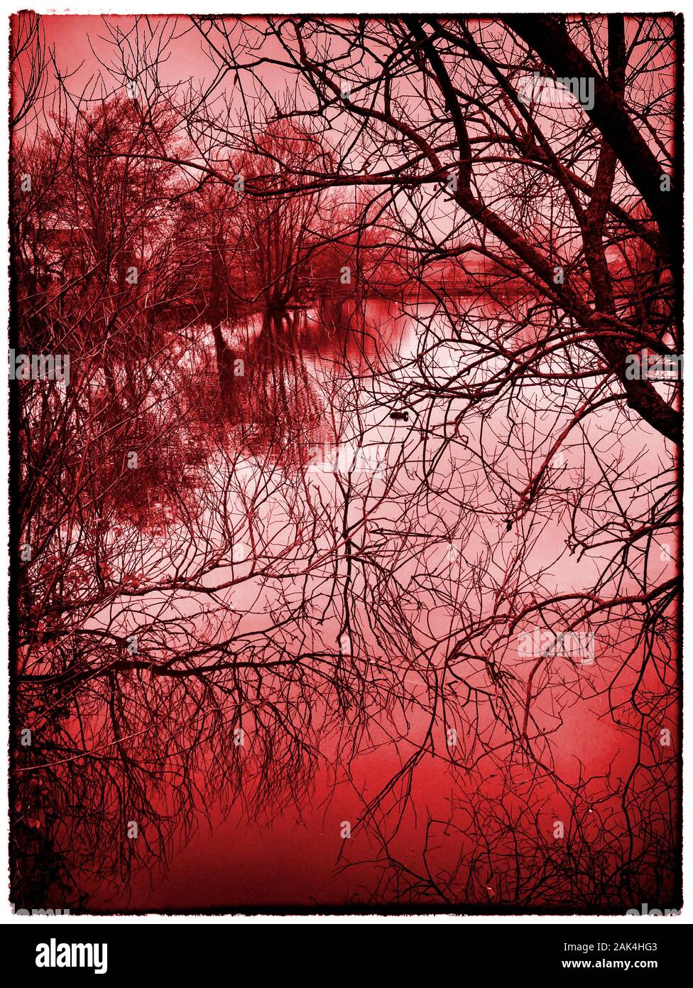 Un estanque tranquilo, quieto y silencioso, enmarcado por un enredo de ramas de árboles siluetas Foto de stock