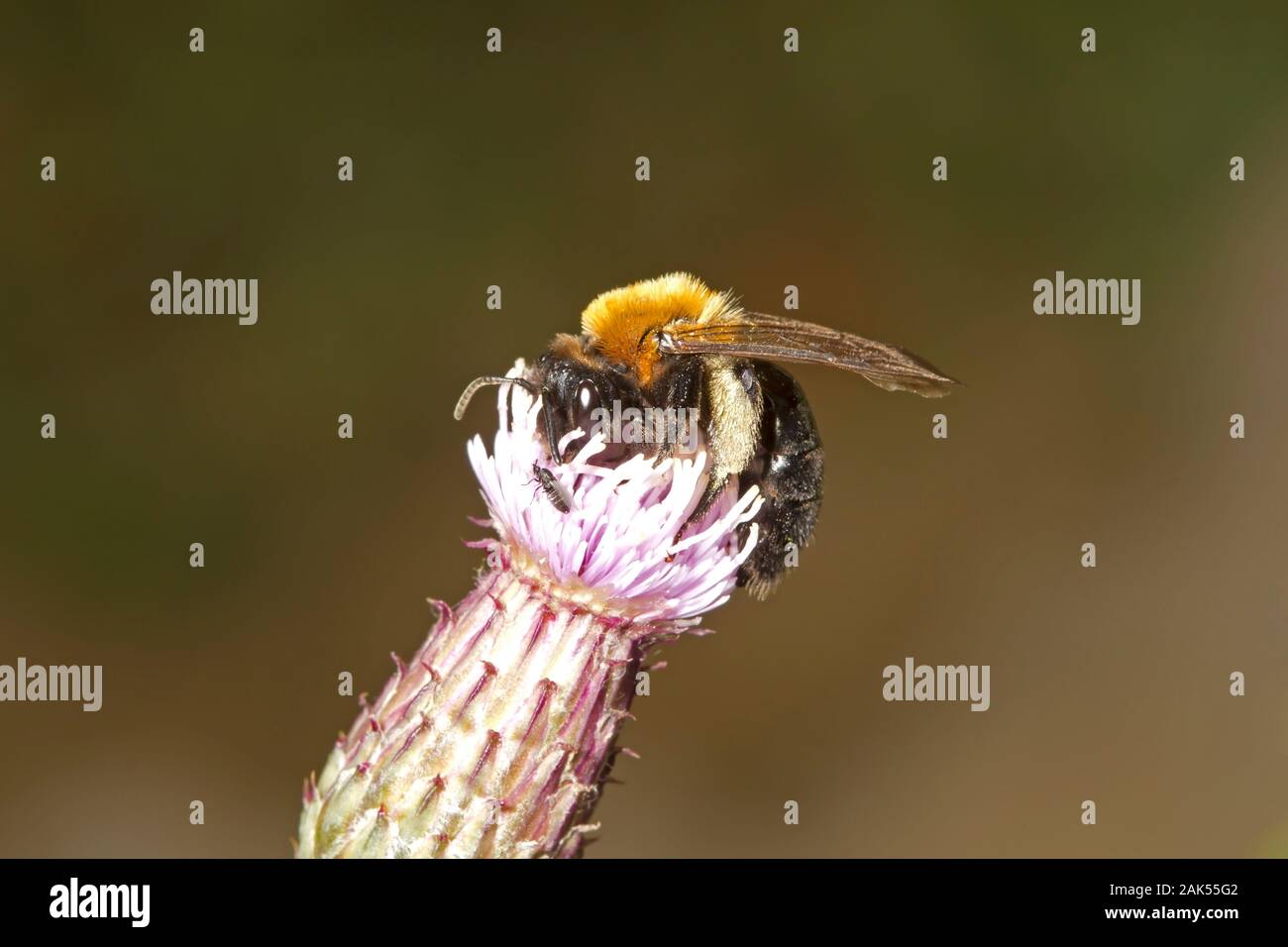 Cliff Mining-Bee - Andrena thoracica Foto de stock