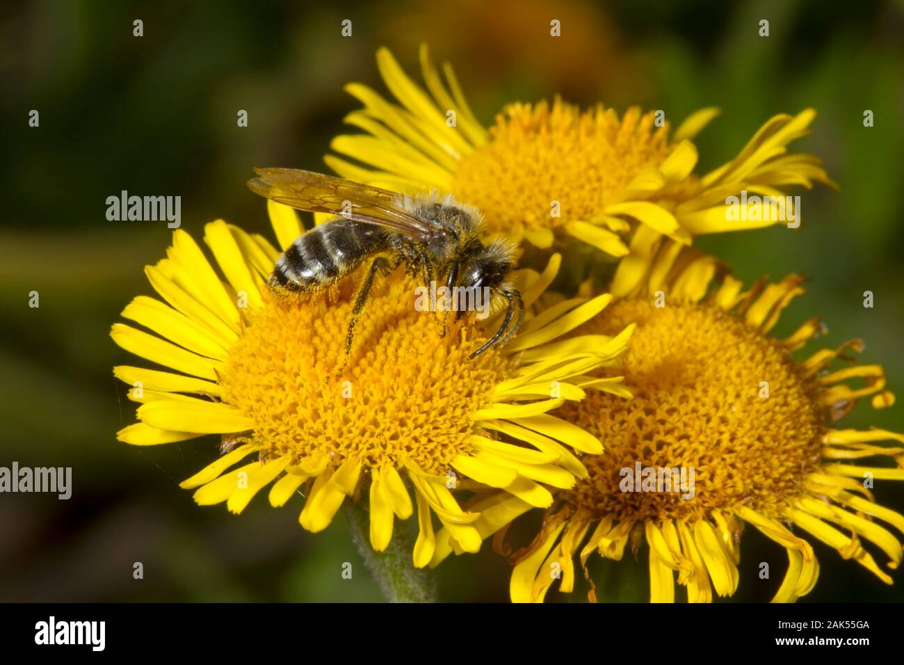 Patas amarillo - Andrena flavipes Mining-Bee Foto de stock