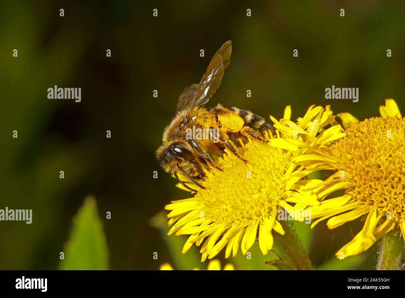 Patas amarillo - Andrena flavipes Mining-Bee Foto de stock
