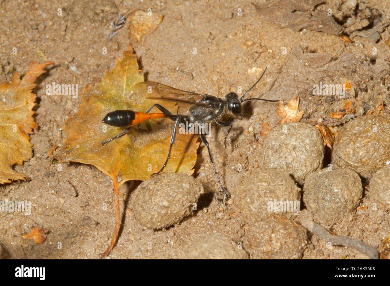 Bandas Rojas Wasp - Ammophila sabulosa Arena Foto de stock