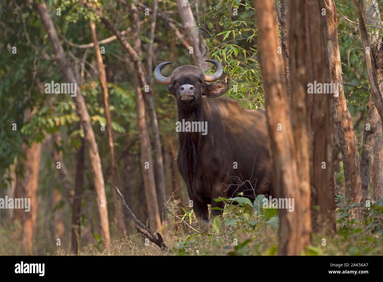Gaur o Bisonte Indio - Bos gaurus Foto de stock