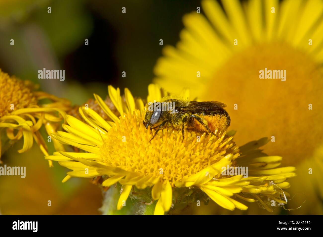 Vinculado a mason bee - Osmia spinulosa Foto de stock