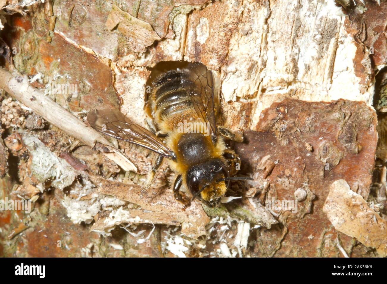 El tallado en madera-Cortador de Hoja - Abeja Megachile ligniseca Foto de stock