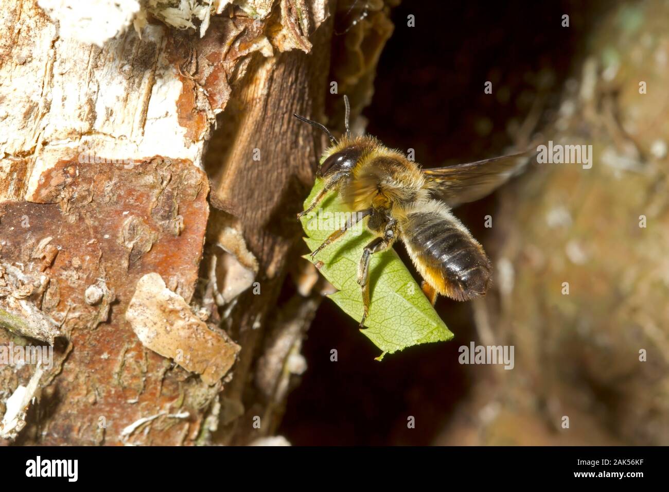El tallado en madera-Cortador de Hoja - Abeja Megachile ligniseca Foto de stock