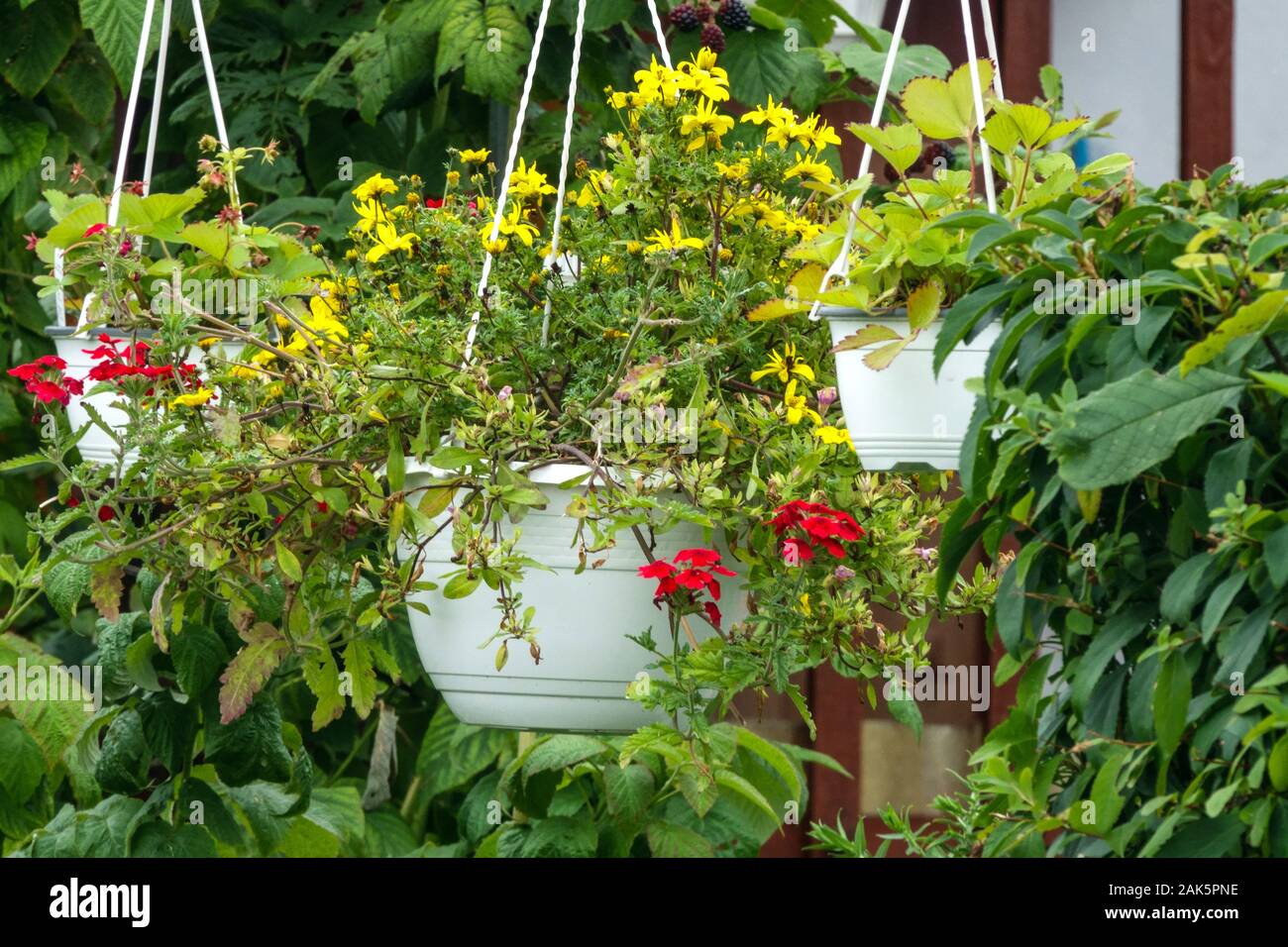 Plantas colgantes en maceta, jardín Foto de stock