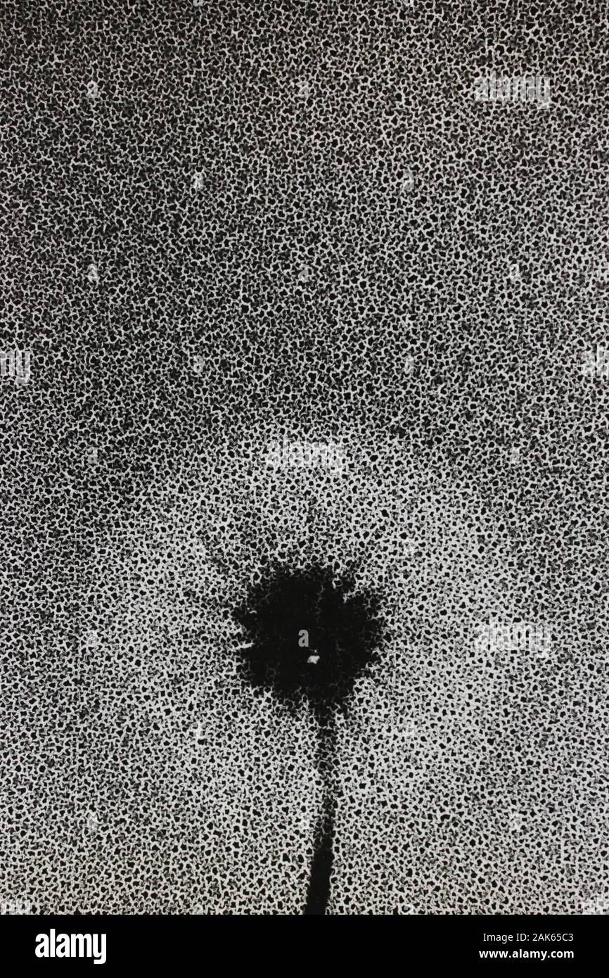 Fina fotografía extrema en blanco y negro de un diente de león Taraxacum Foto de stock