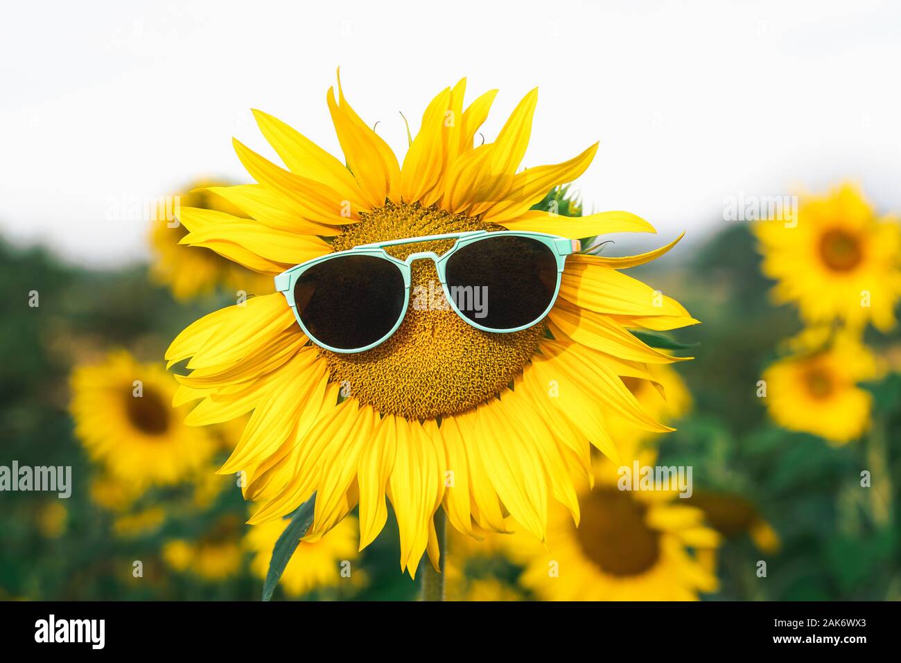 Girasol azul con gafas de sol en un campo de girasoles, en un día soleado  de verano. Felices vacaciones de verano de fondo. El verano soleado.  Amarillo de flores de verano Fotografía