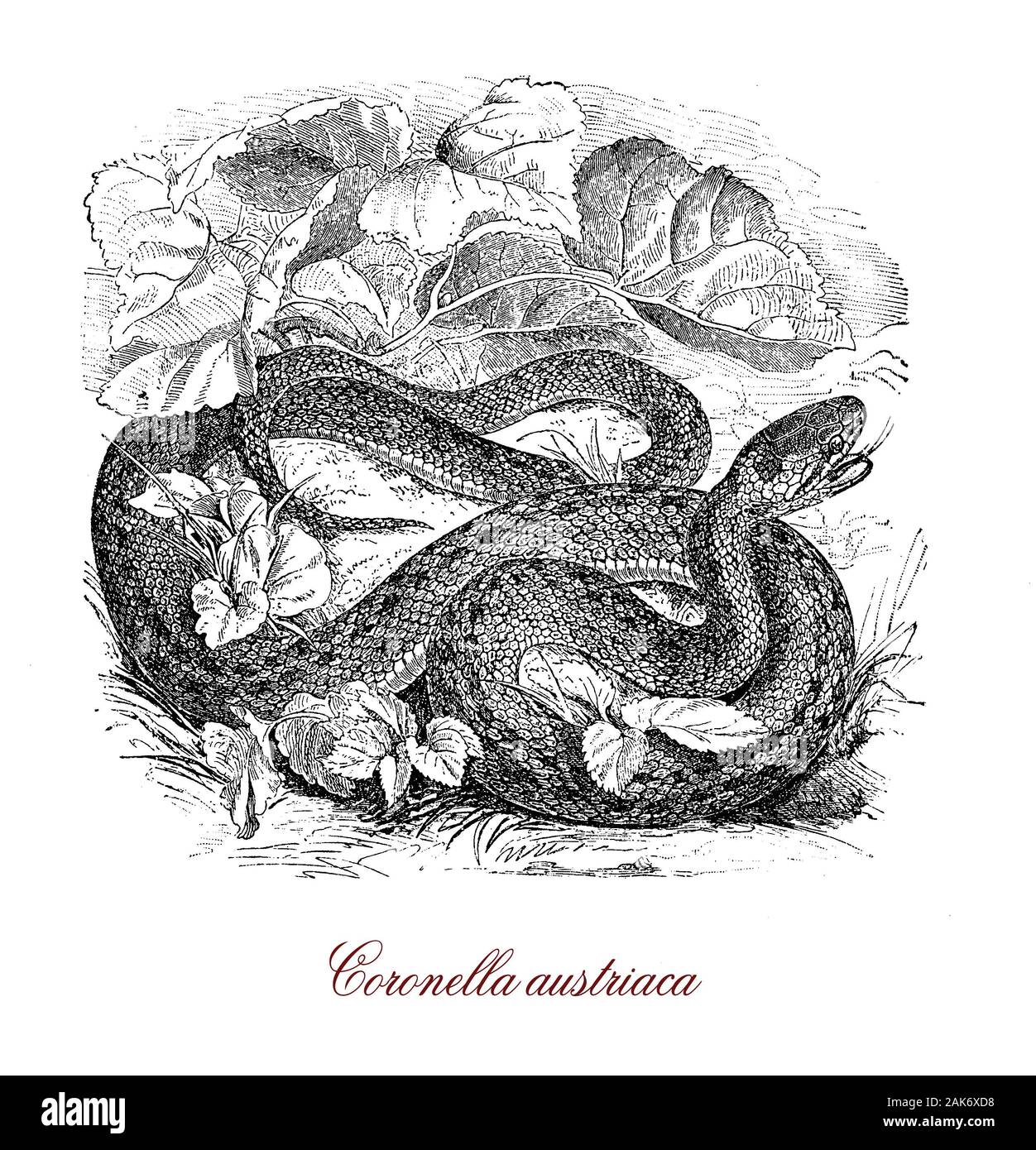 Lisa coronella austriaca o serpiente serpientes no venenosas nativas de Europa central y del norte, alcanza una longitud máxima de 60 cm., tiene una escala rostral en la cabeza y la piel tiene una textura suave Foto de stock