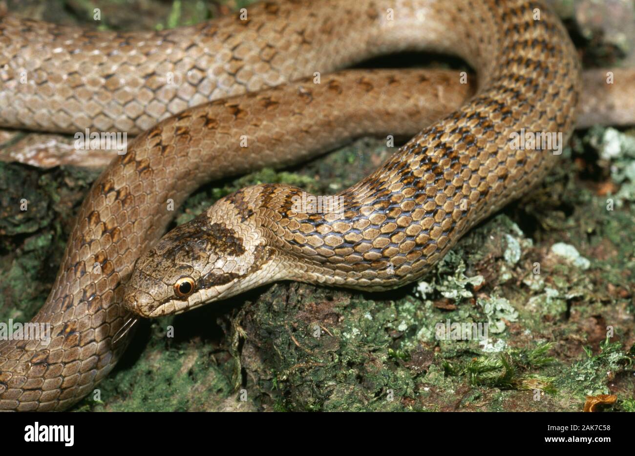 Culebra lisa Coronella austriaca mostrando lateral contorsión de cabeza y cuello para facilitar la deglución, de presa lagarto ingeridos. Foto de stock