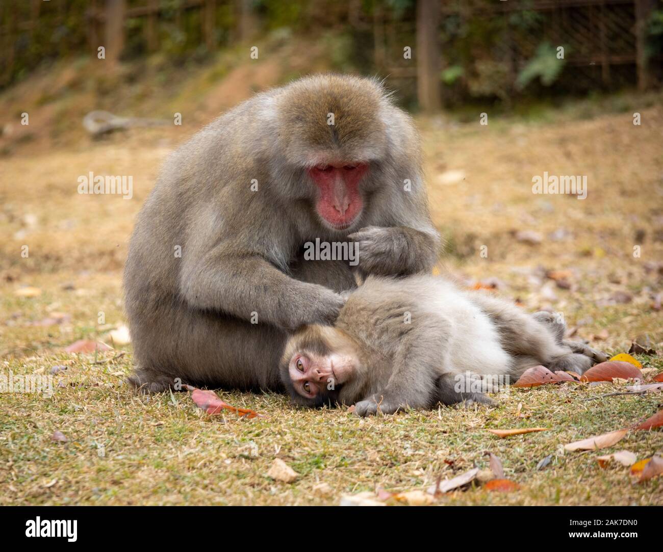 Macaco Japones Bebe Fotos E Imagenes De Stock Alamy