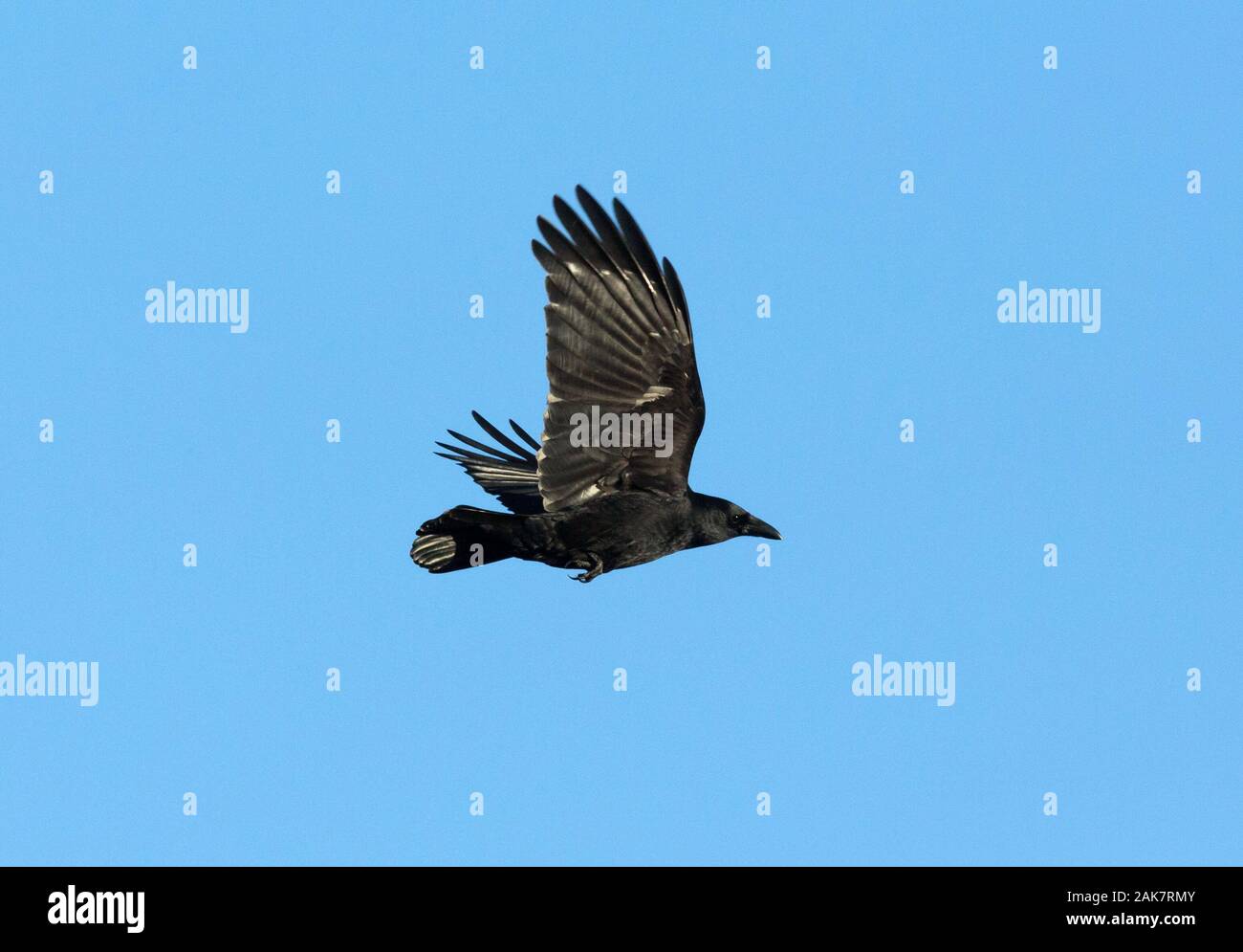 pájaro cuervo en vuelo Foto de stock