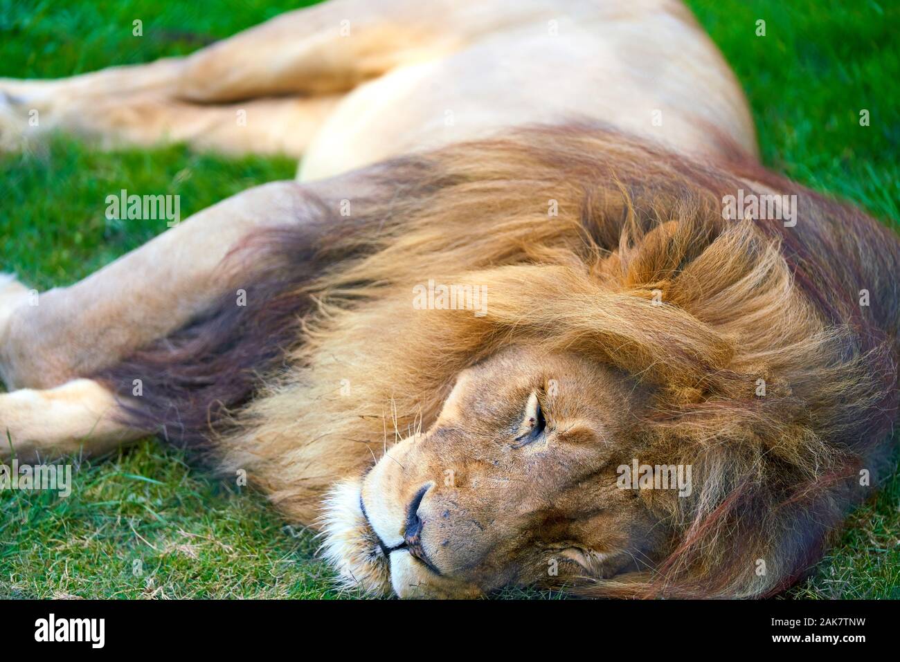 León de Sudáfrica Foto de stock