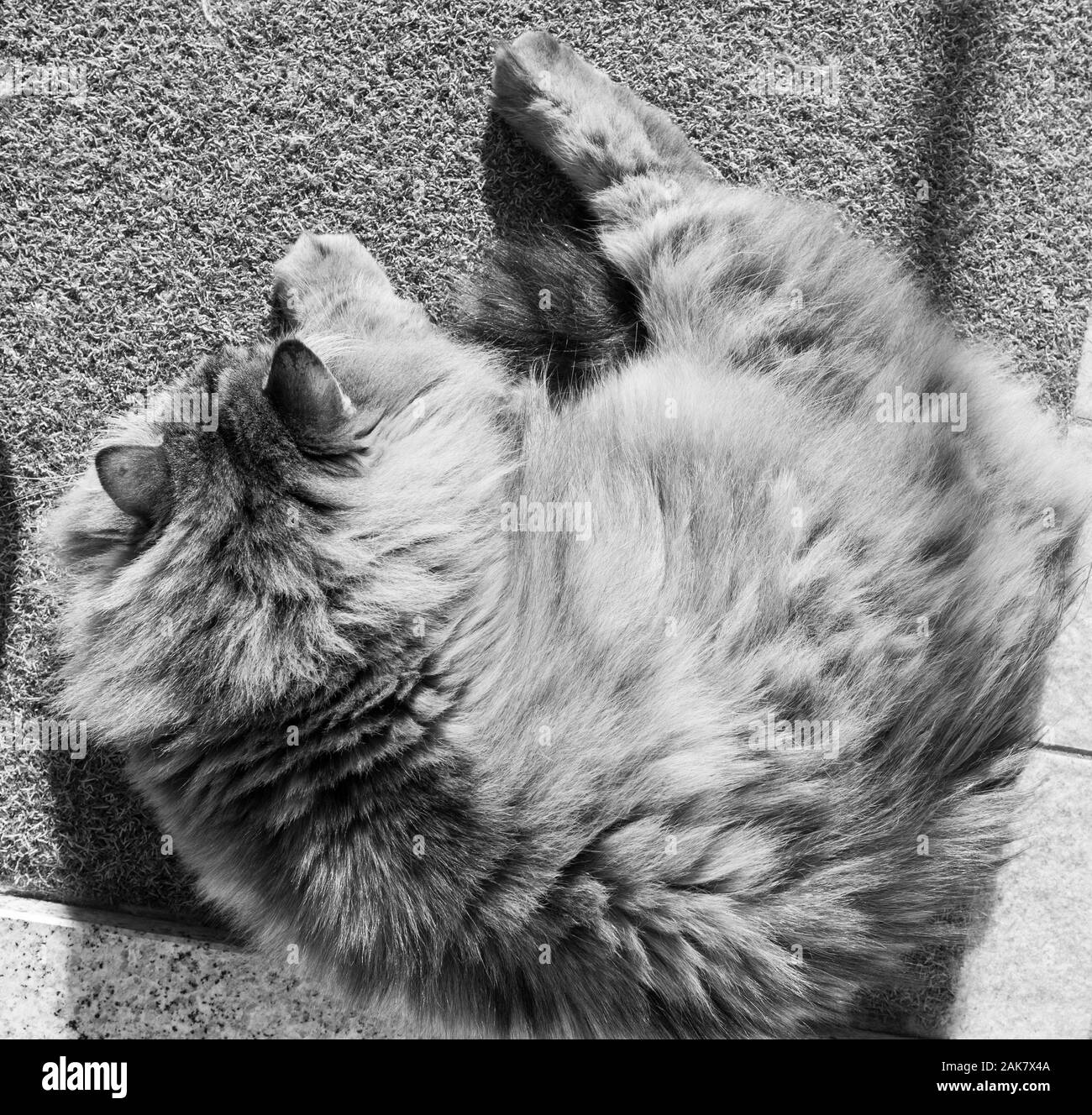 Maravilloso pelo largo gato de raza siberiano Foto de stock