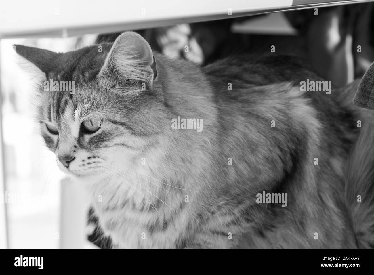 Maravilloso pelo largo gato de raza siberiano Foto de stock
