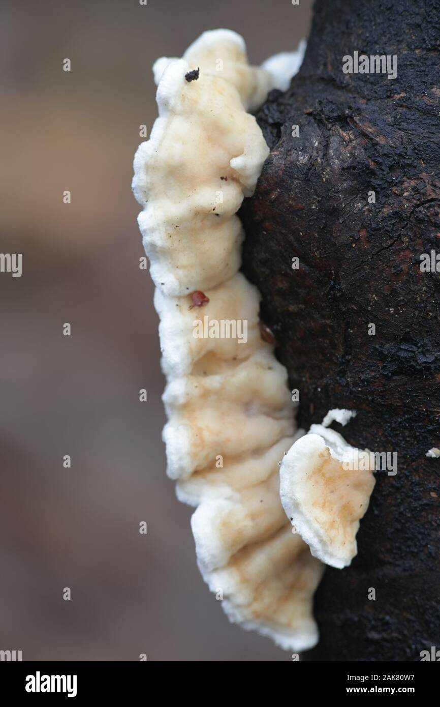 Plicatura nivea, un incertae sedis hongo con respecto a la colocación de taxonomía Foto de stock