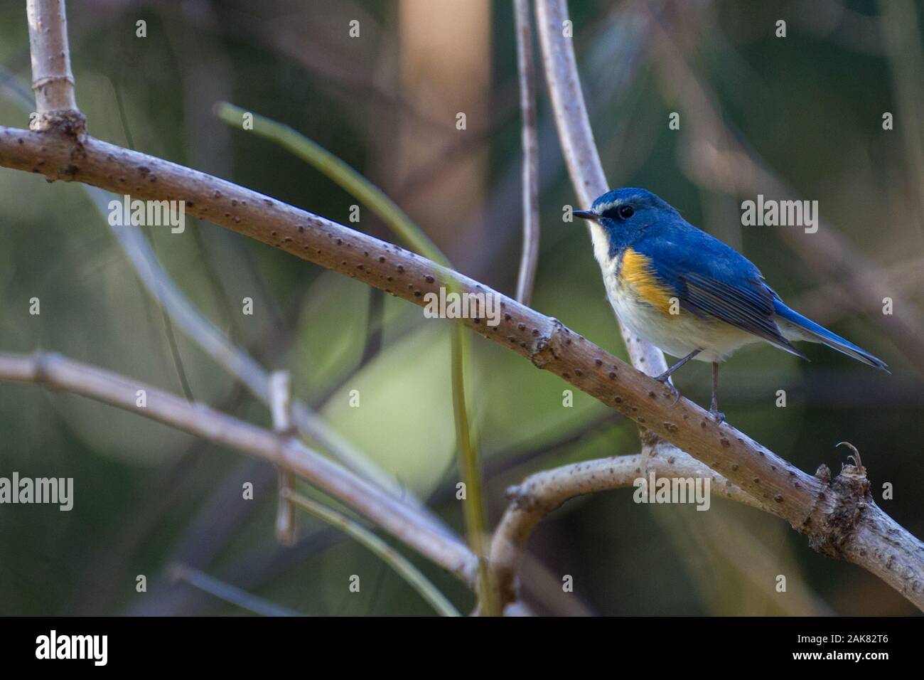 Un pájaro de cola azul flanqueado por el rojo, akso conocido como un arbusto-robin flanqueado por el naranja (Tarsiger cyanurus) encaramado en ramitas en el parque Izumi no Mori, Yamato, Kanagawa, Japón Foto de stock