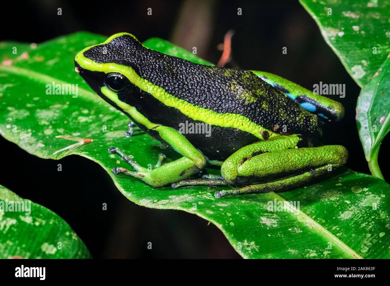 Tres rayas poison dart frog, Ameerega trivittata, adulto, la Reserva Nacional Tambopata, región de Madre de Dios, provincia de Tambopata, Peru, Amazonia Foto de stock