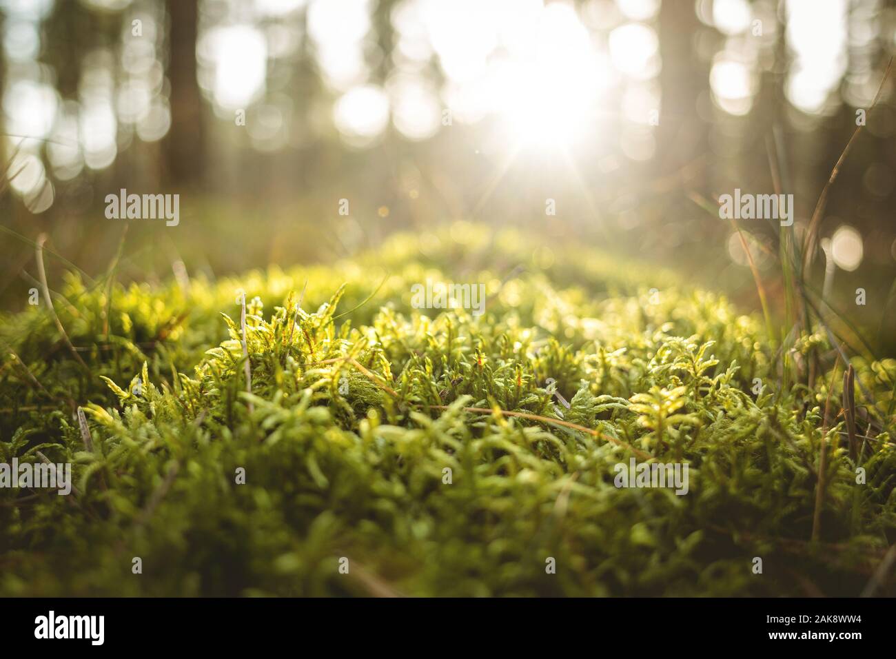 Close-up de musgo verde rico en un soleado piso forestal Foto de stock