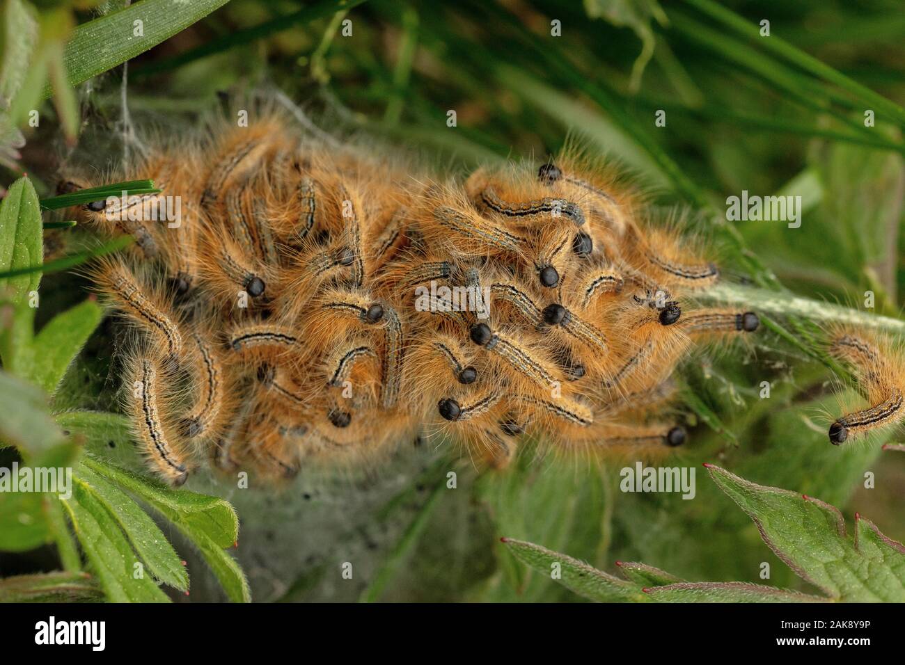 Lepidopteros orugas fotografías e imágenes de alta resolución - Alamy