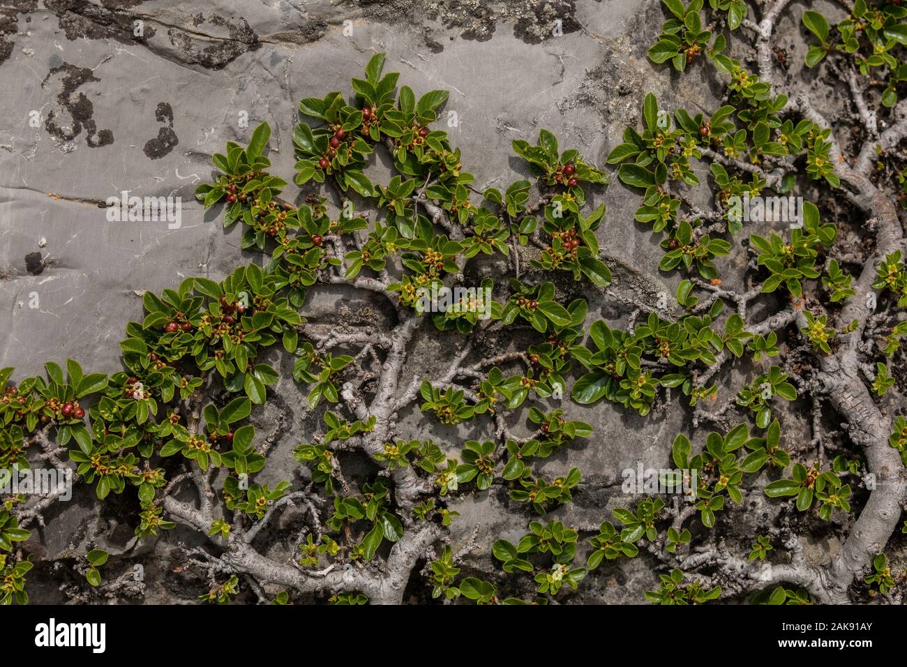 Enano, espino cerval rhamnus pumila; Postrado bush en flor y fruto, sobre roca caliza. Alpes Marítimos. Foto de stock