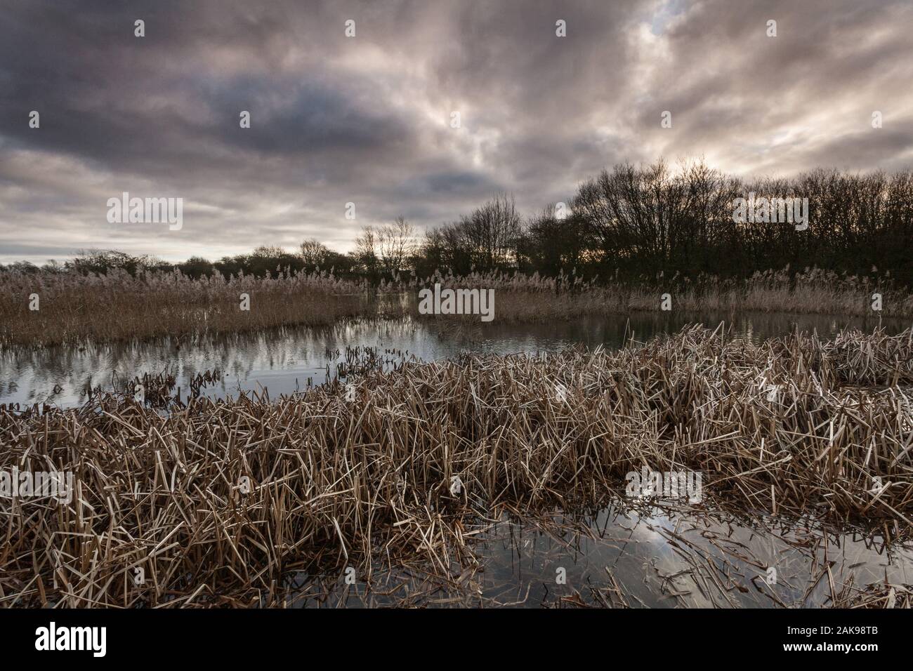 Una reserva natural en una nublada mañana de invierno en enero de 2020 Foto de stock