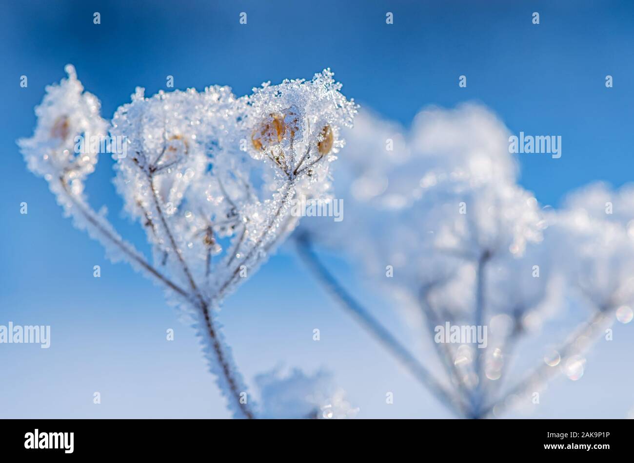 Hermosa hoja de hierba congelada con copos de nieve, la nieve y el sol Foto de stock