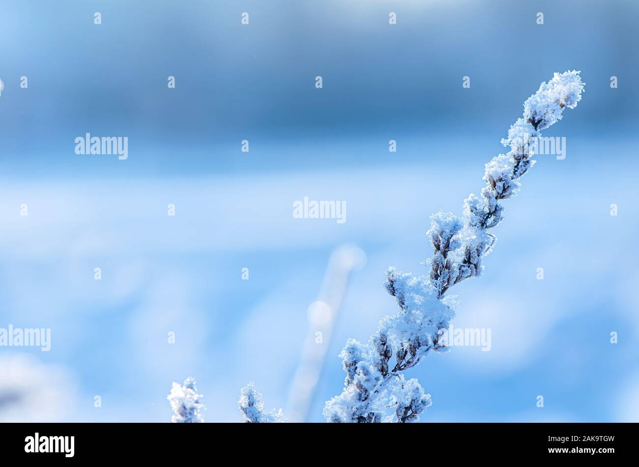 Hermosa congelados brizna de hierba con copos de nieve, la nieve y el sol.  clásico azul Fotografía de stock - Alamy