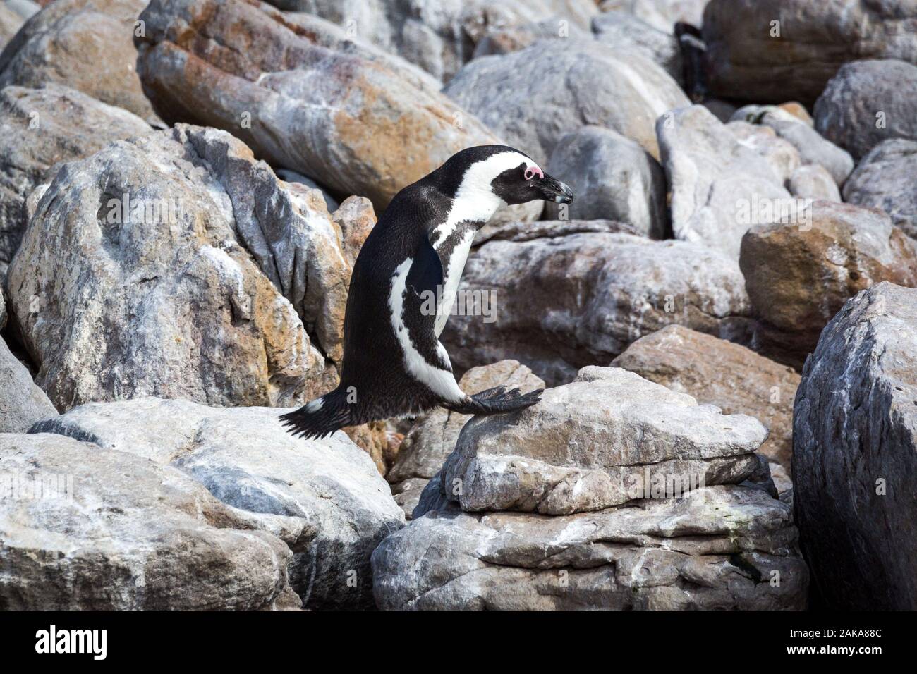 De pingüinos africanos (Spheniscus demersus) acaba de aterrizar en una piedra tras un salto grande, Betty's Bay, Sudáfrica Foto de stock