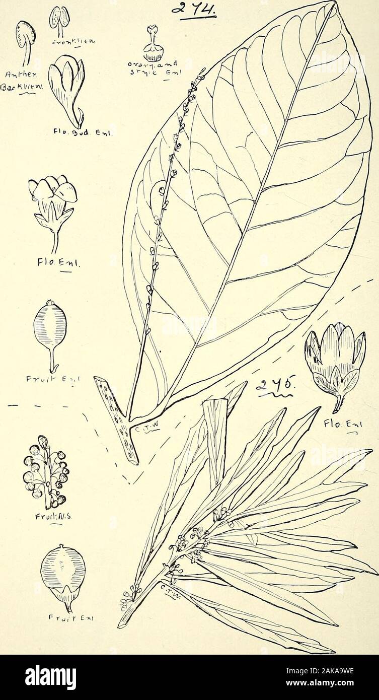 Amplio catálogo de plantas de Queensland, tanto indígena como naturalisedTo que se añaden, donde se conoce, el número de aborígenes y otros nombres vernáculos; con numerosas ilustraciones y abundantes notas sobre las propiedades, características, &c., de las plantas . 273. MvESA DEPENDENS, F.V.M., Var. PUBESCENS F.V.M. 302 LXX1V. MYRSINEiE.. 274. IVLesa haplobotrys, F. V. M. 275. Myrsine campanulata, F. V. M. LXXIV. MYRSINE^. 303 Foto de stock
