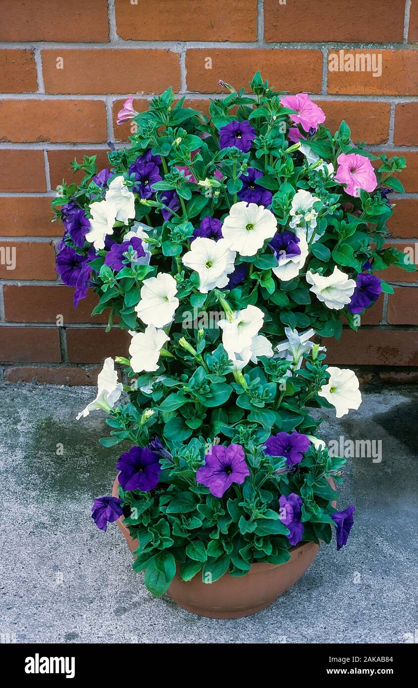 Petunias mixtas de púrpura, rosa y blanco creciendo en plantadores de flores en verano. Ropa de cama ideal, cesta o planta contenedora. Foto de stock
