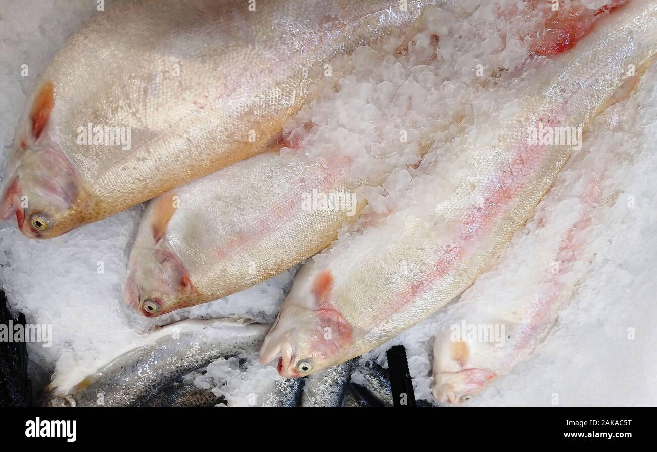 pescado fresco de trucha Foto de stock