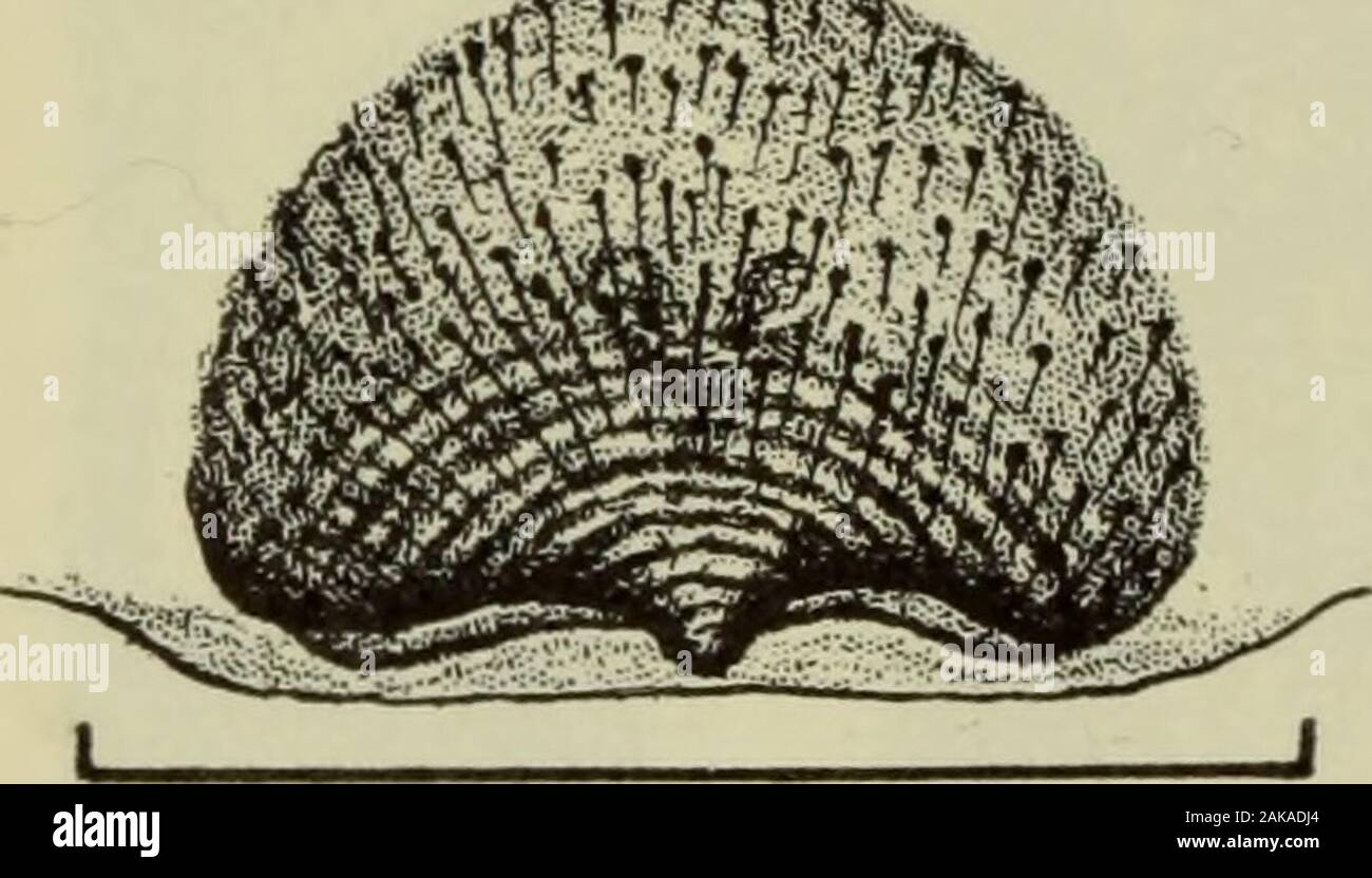 Danmarks fauna; illustrerede haandbøger más Den Danske dyreverden.. . 5^. Inmediato Fig. 128. Clubiona reclusa?: Epigynet. Foto de stock