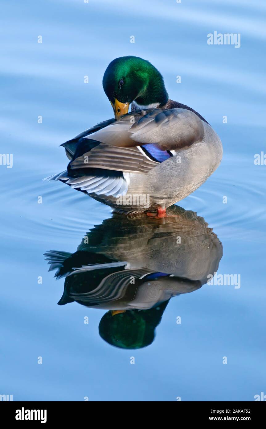 Pato Mallard en agua. Foto de stock